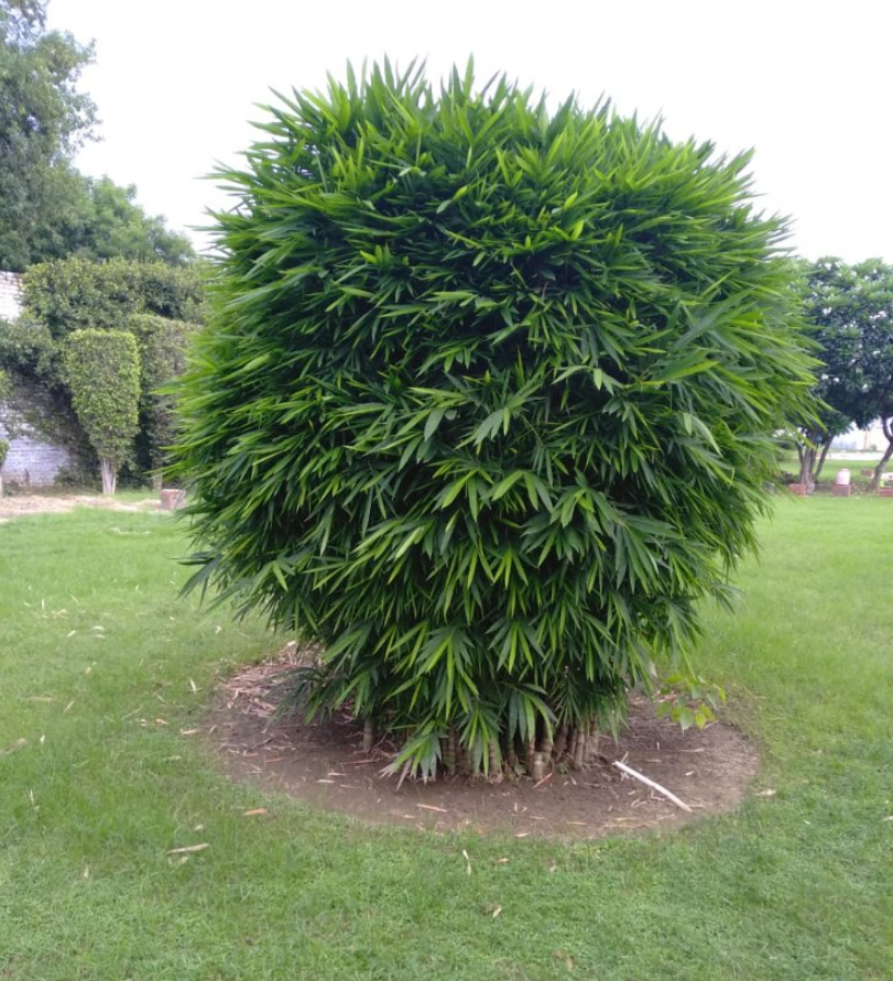 Buddha Belly Bamboo Outdoor Plant