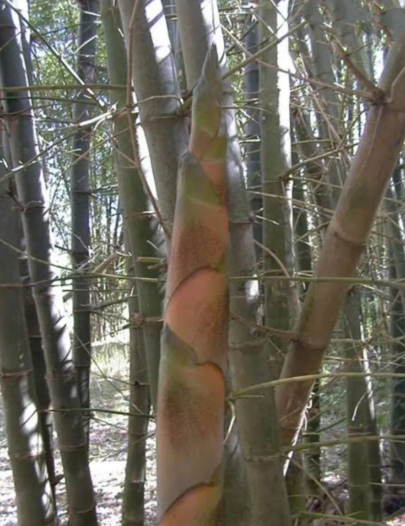 Alluvial Soil Beema Chines Bamboo Plant, For Plantation, 25 Feet