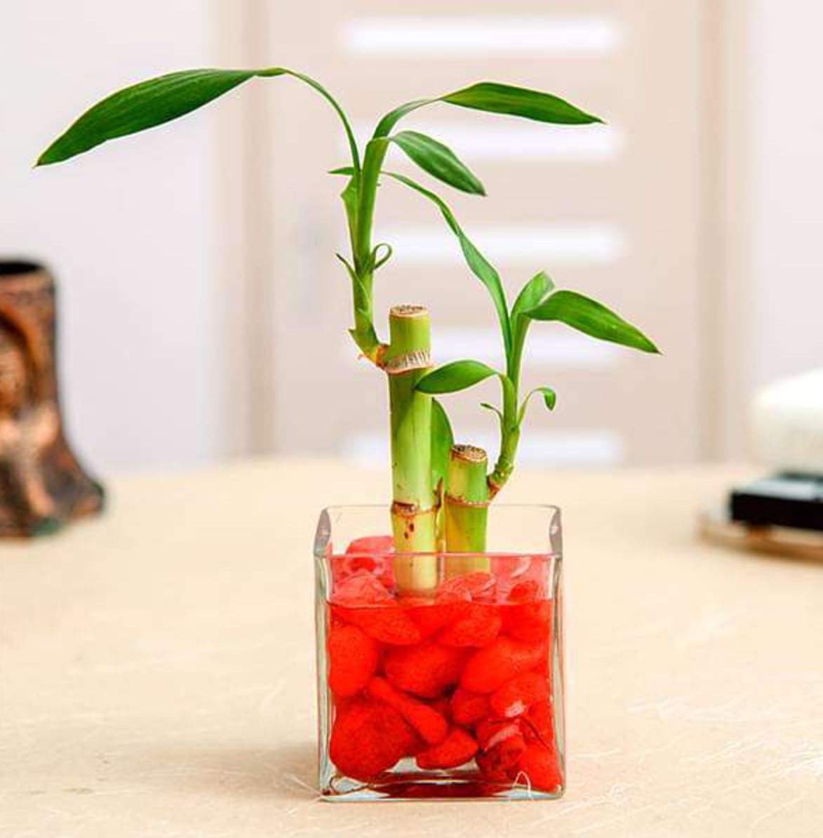 2 Lucky Bamboo Stalks (A Symbol of Love) - Gift Plant