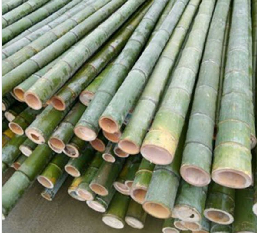 24 Ft Green Bamboo Pole