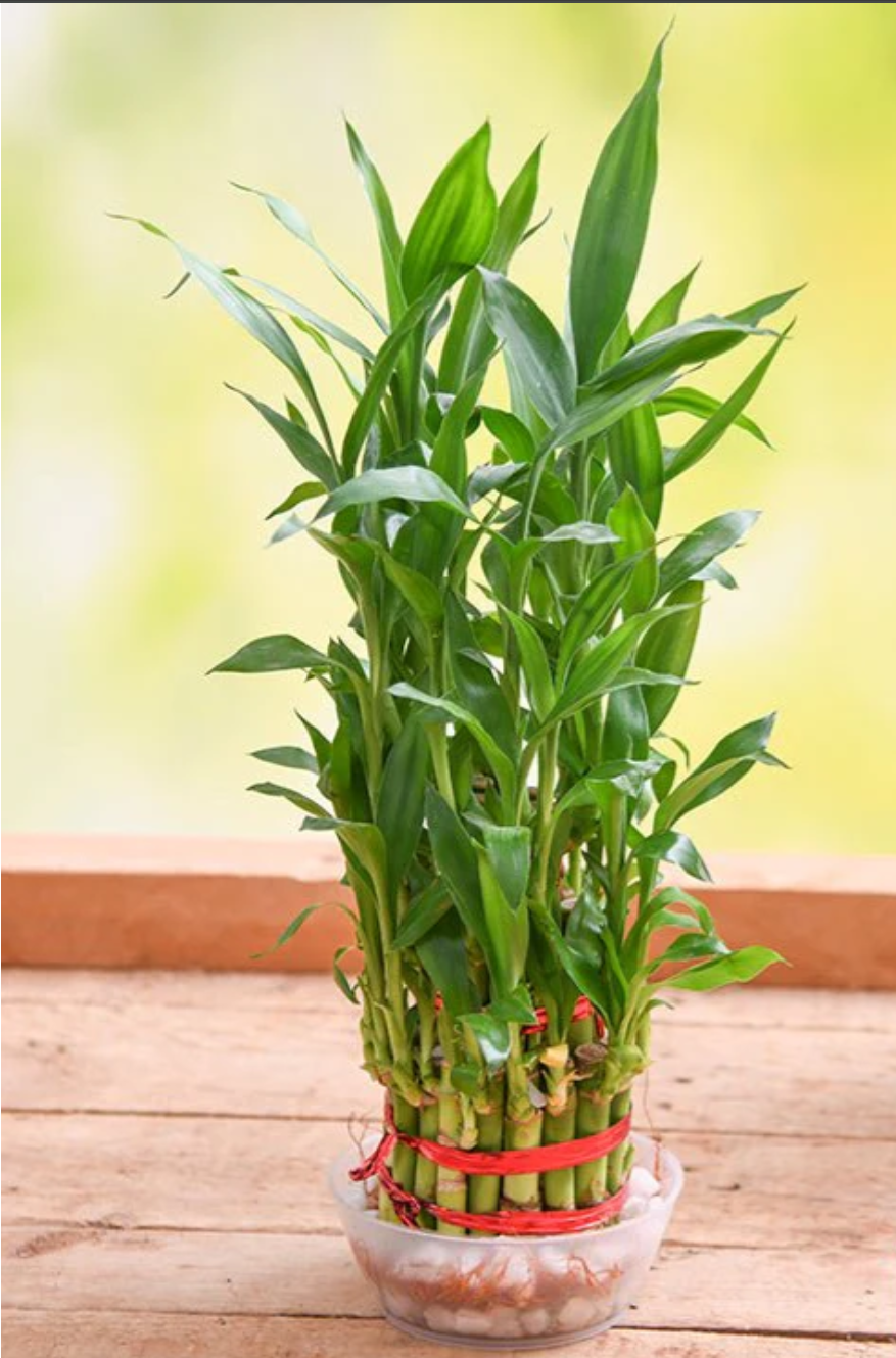 3 Layer Lucky Bamboo Plant in a Bowl with Pebbles