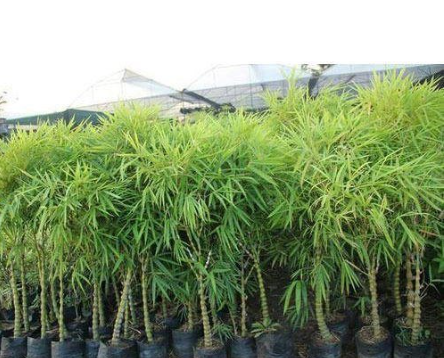 Balcooa Bamboo Plant Nursery