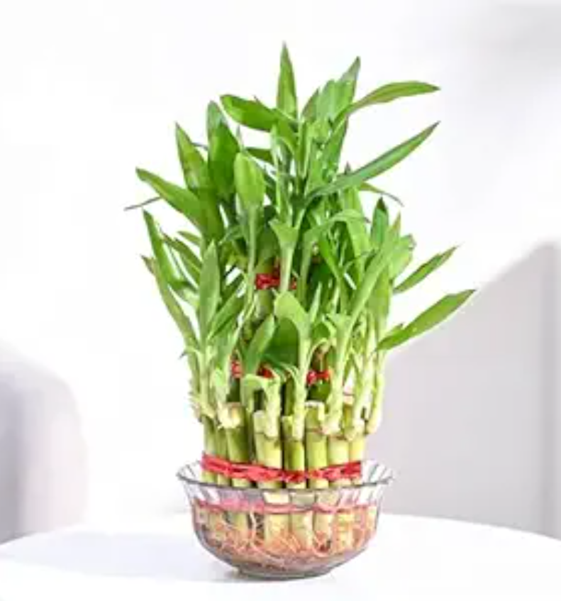 Lucky Bamboo 3 Layer Feng Shui Plant (green color)