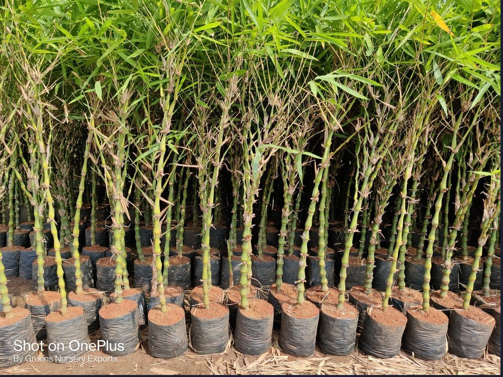 Natural Plant Full Sun Exposure Bamboo Buddha Belly, Packaging Type: Bag