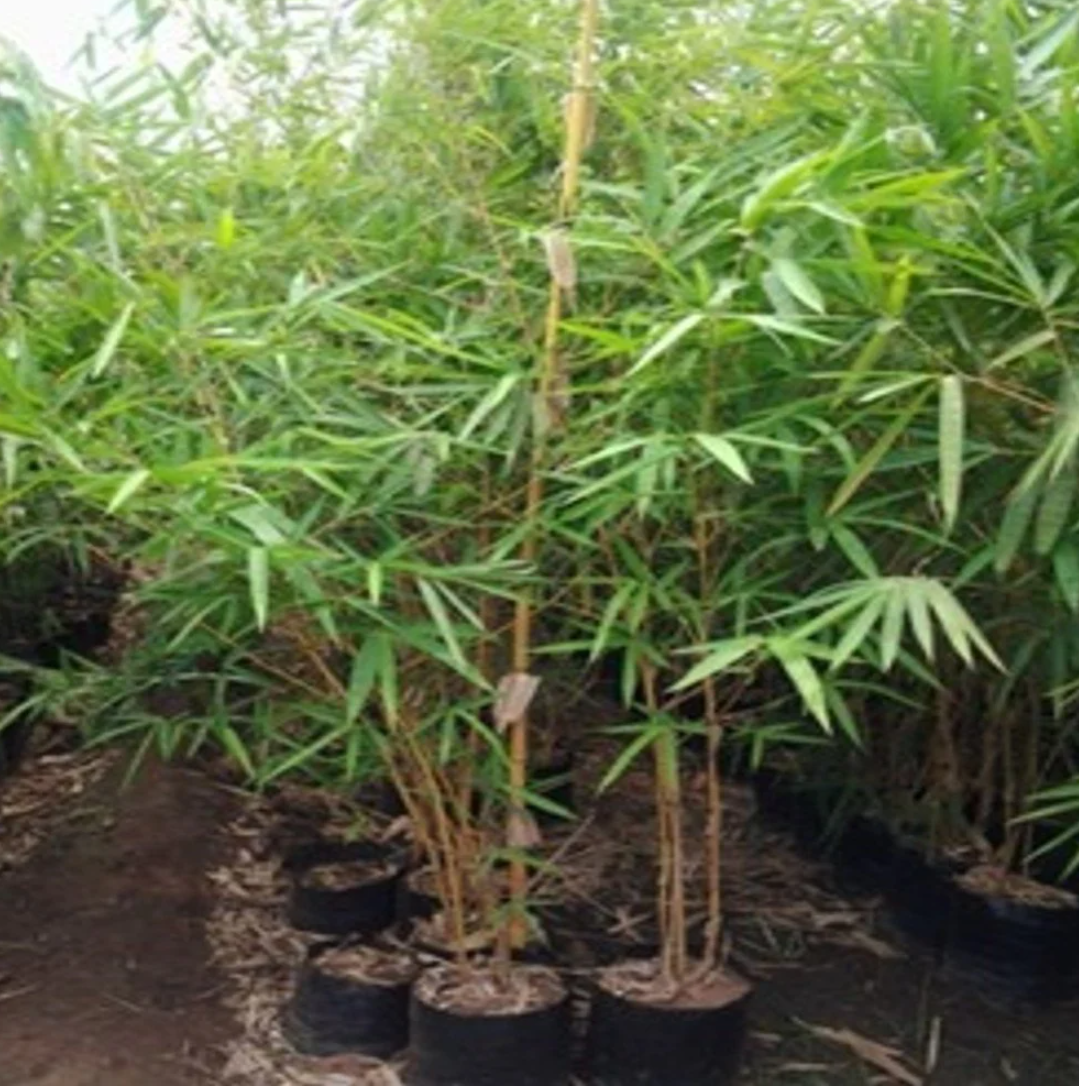 Lucky Bamboo Plant, For Natural Fencing,Farming