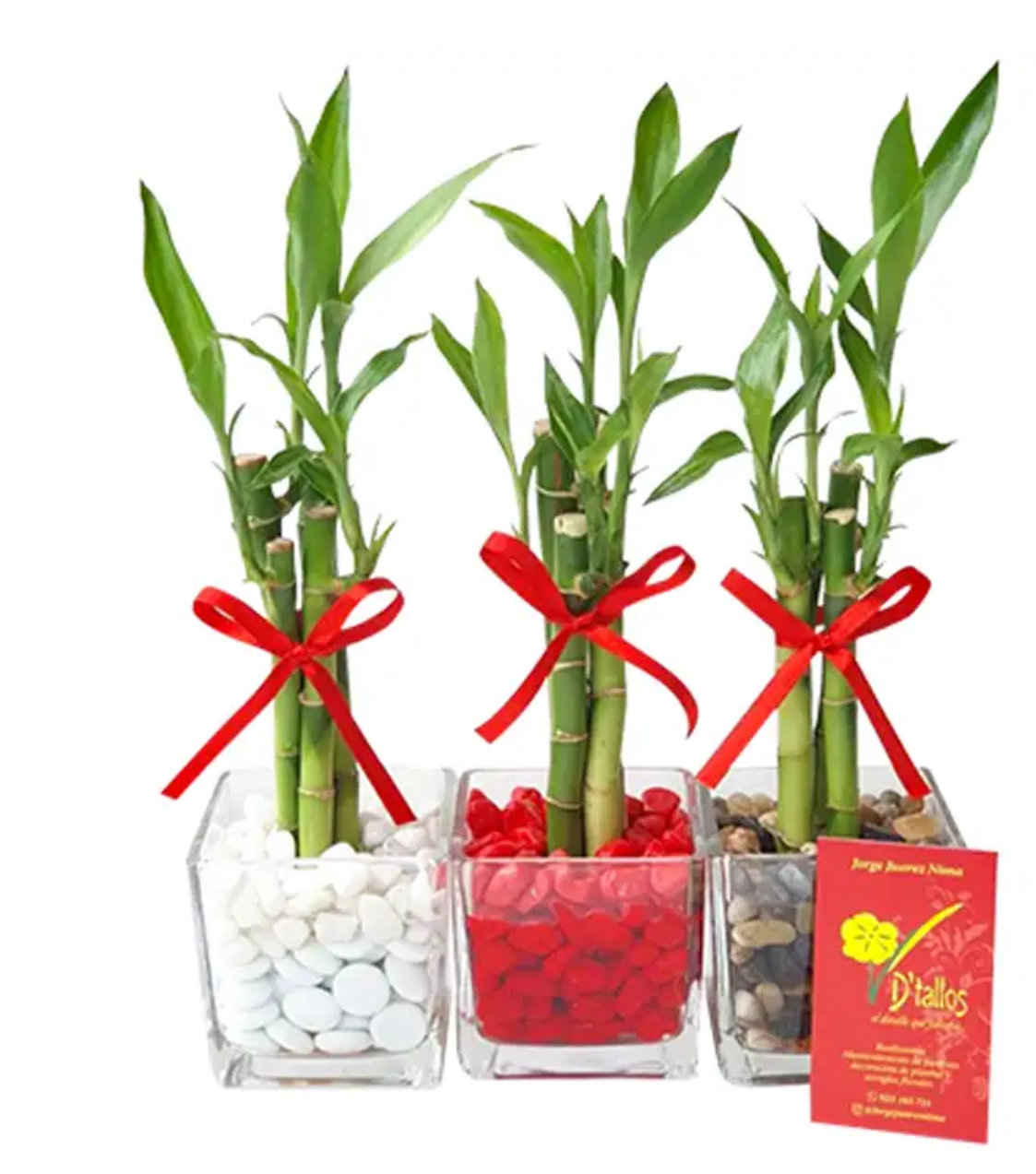 Lucky Bamboo Set -3