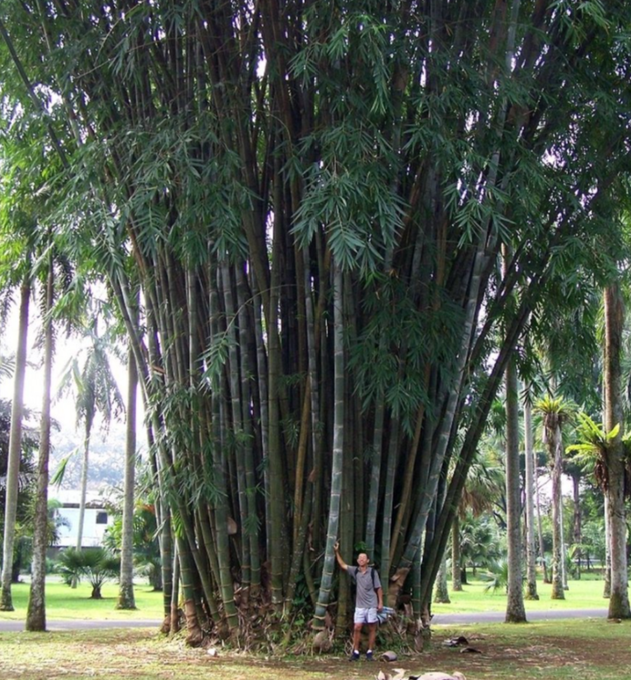 Full Sun Exposure Green Giant Bamboo Plant, For Garden