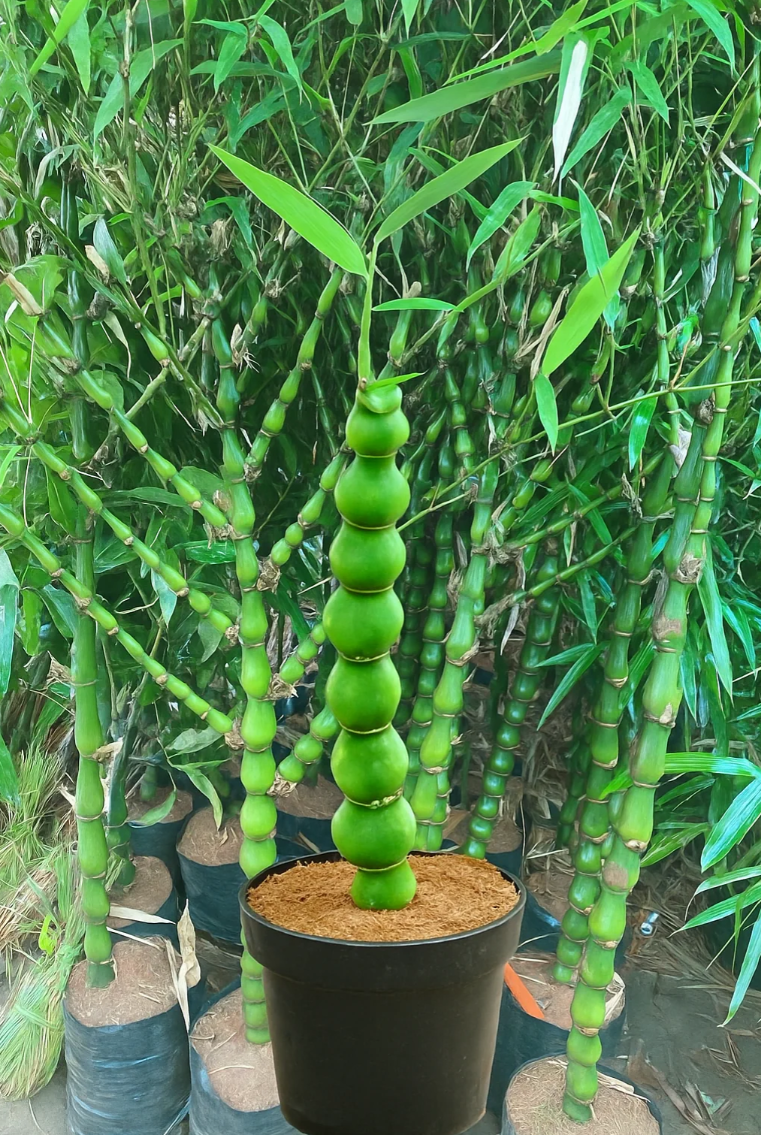 Budha bamboo 2 to 3 feet